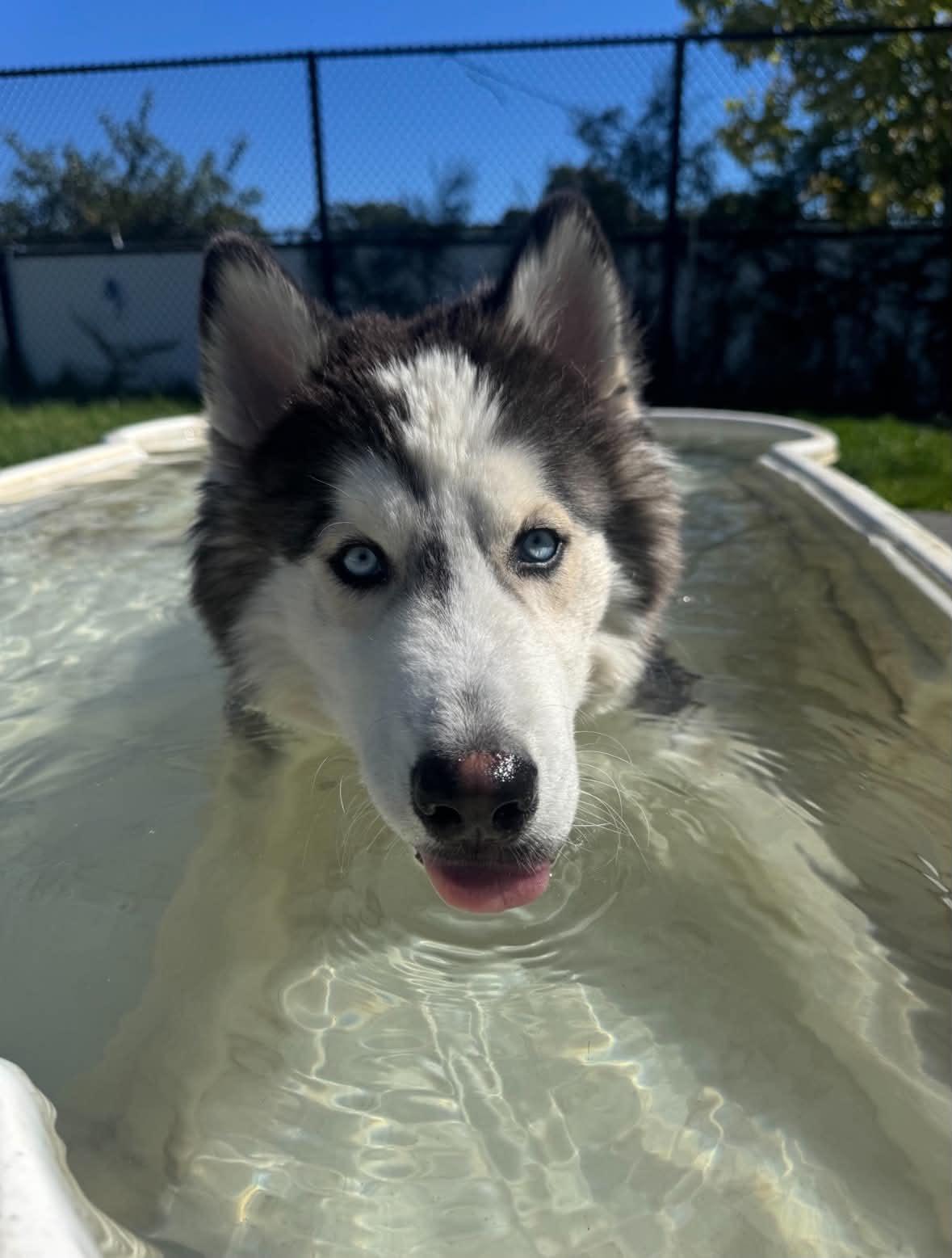 Enlarge 26-417 Cash, a Adoptable Siberian Husky in Amityville, NY image 3/5
