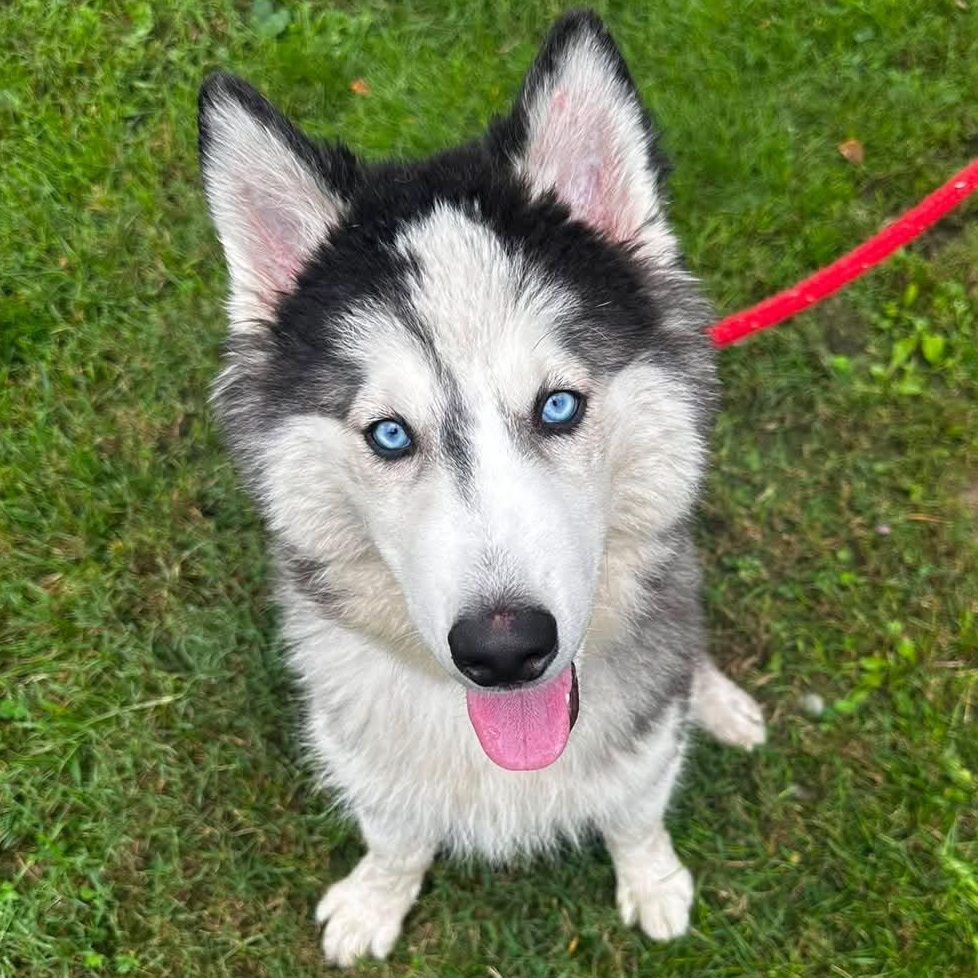 Enlarge 26-417 Cash, a Adoptable Siberian Husky in Amityville, NY image 5/5