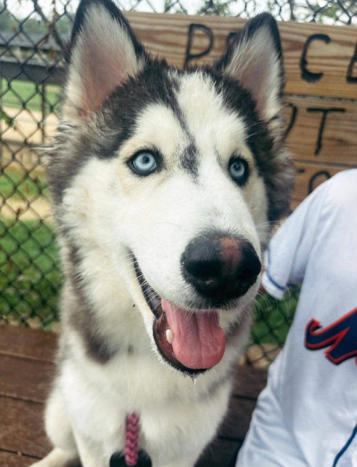 Enlarge 26-417 Cash, a Adoptable Siberian Husky in Amityville, NY image 4/5
