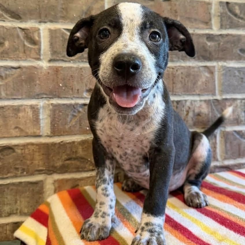Benz (Corvallis, OR), Adoptable, Puppy Male Australian Cattle Dog / Blue Heeler & Cattle Dog.