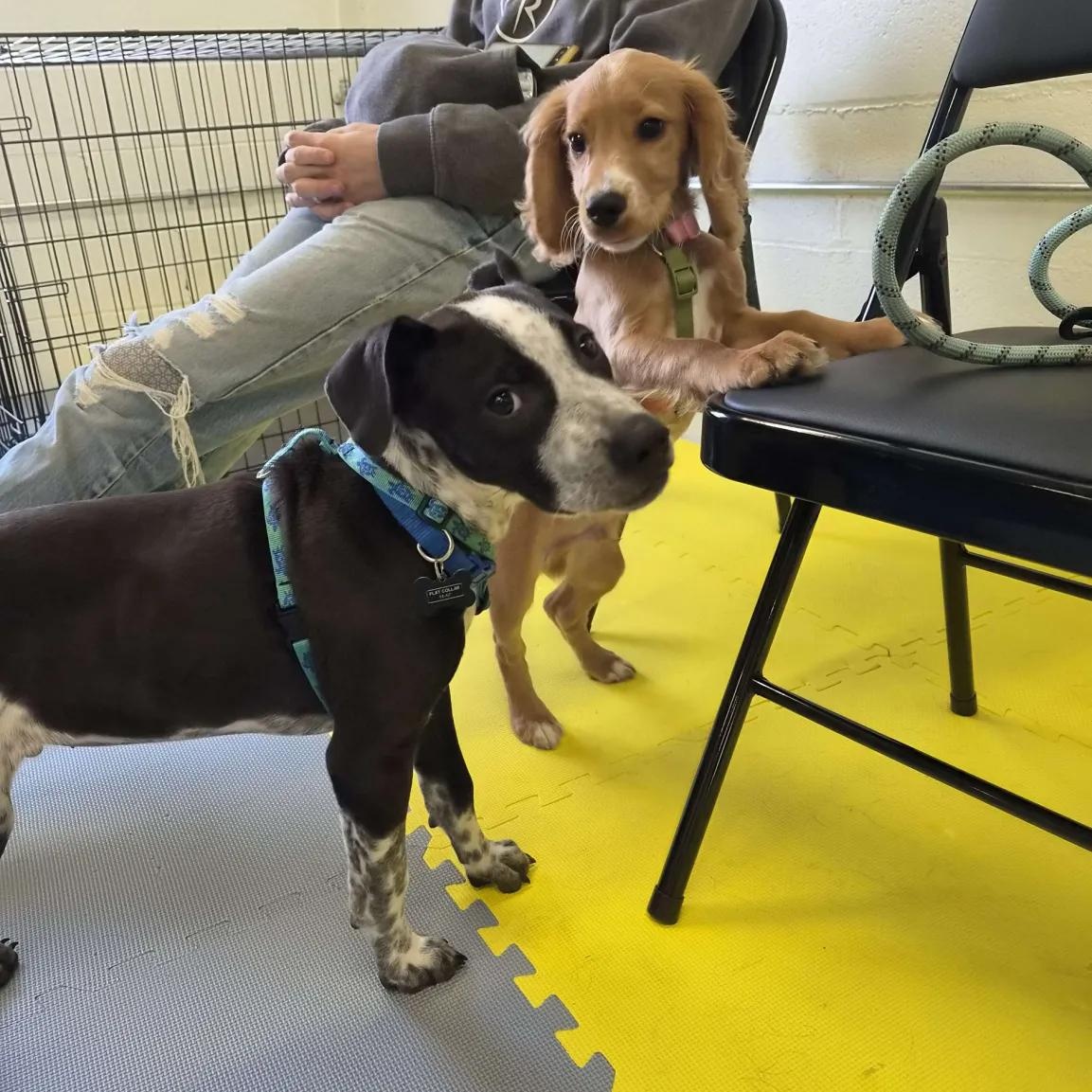 Enlarge Benz (Corvallis, OR), a Adoptable mixed breed in Corvallis, OR image 5/5