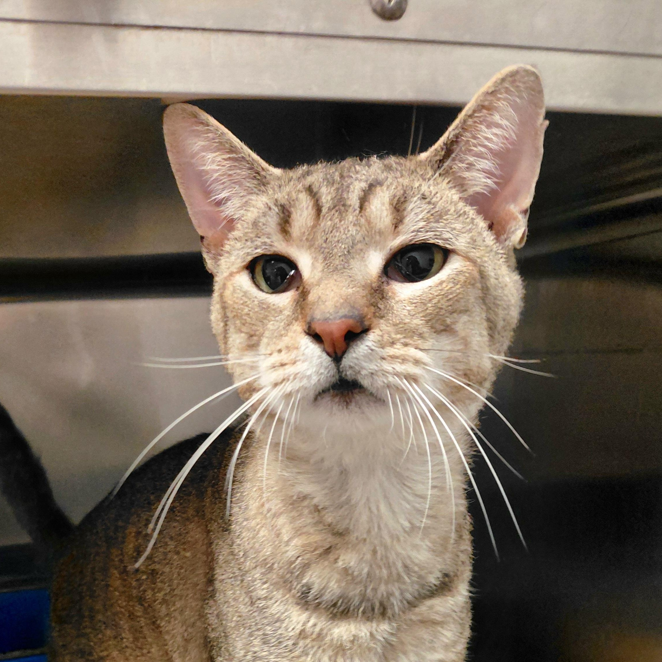 Luke, a Adoptable Domestic Short Hair in Stanley, VA image 1/3