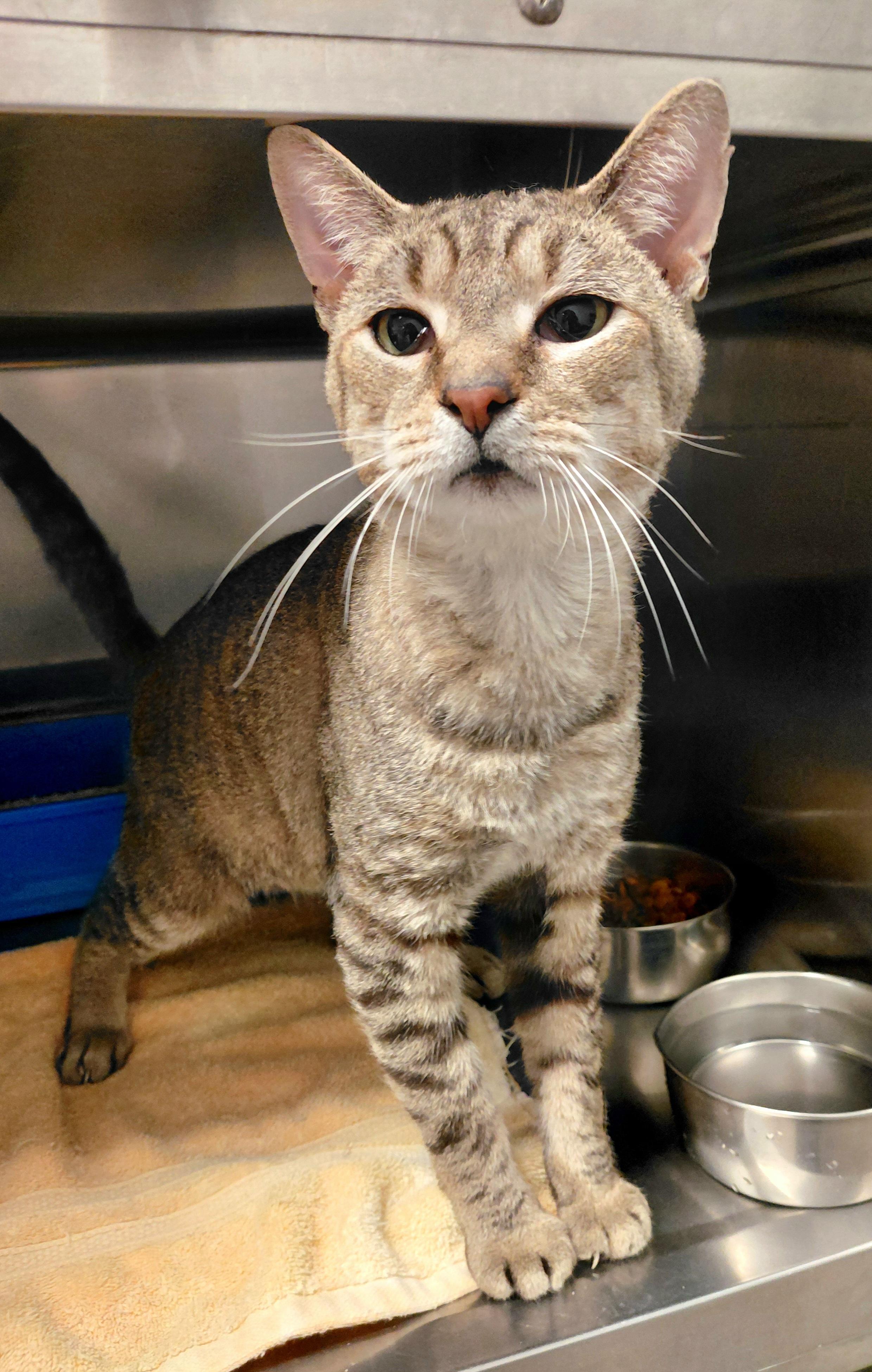 Luke, a Adoptable Domestic Short Hair in Stanley, VA image 2/3