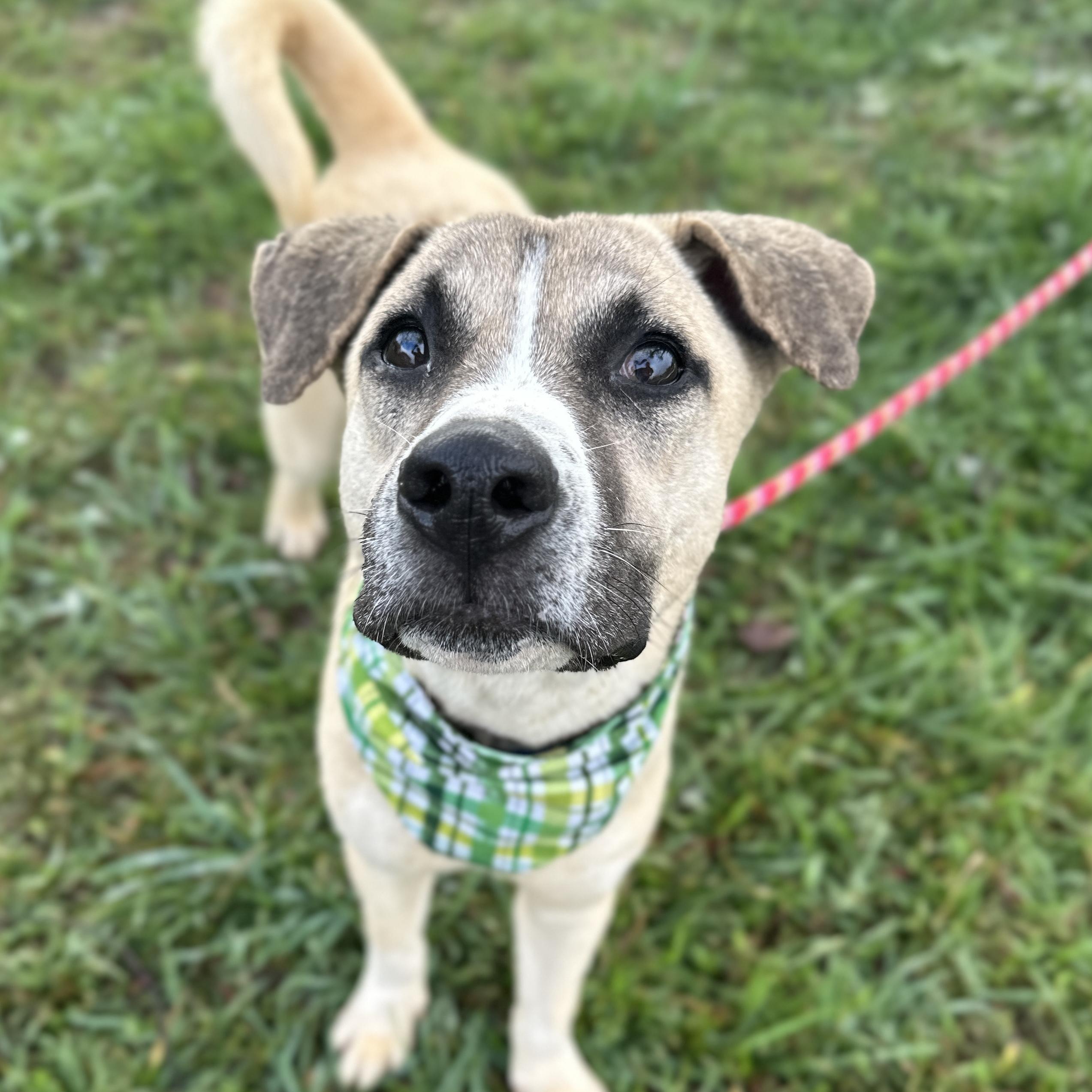 Captain Sniff — thumbnail 2