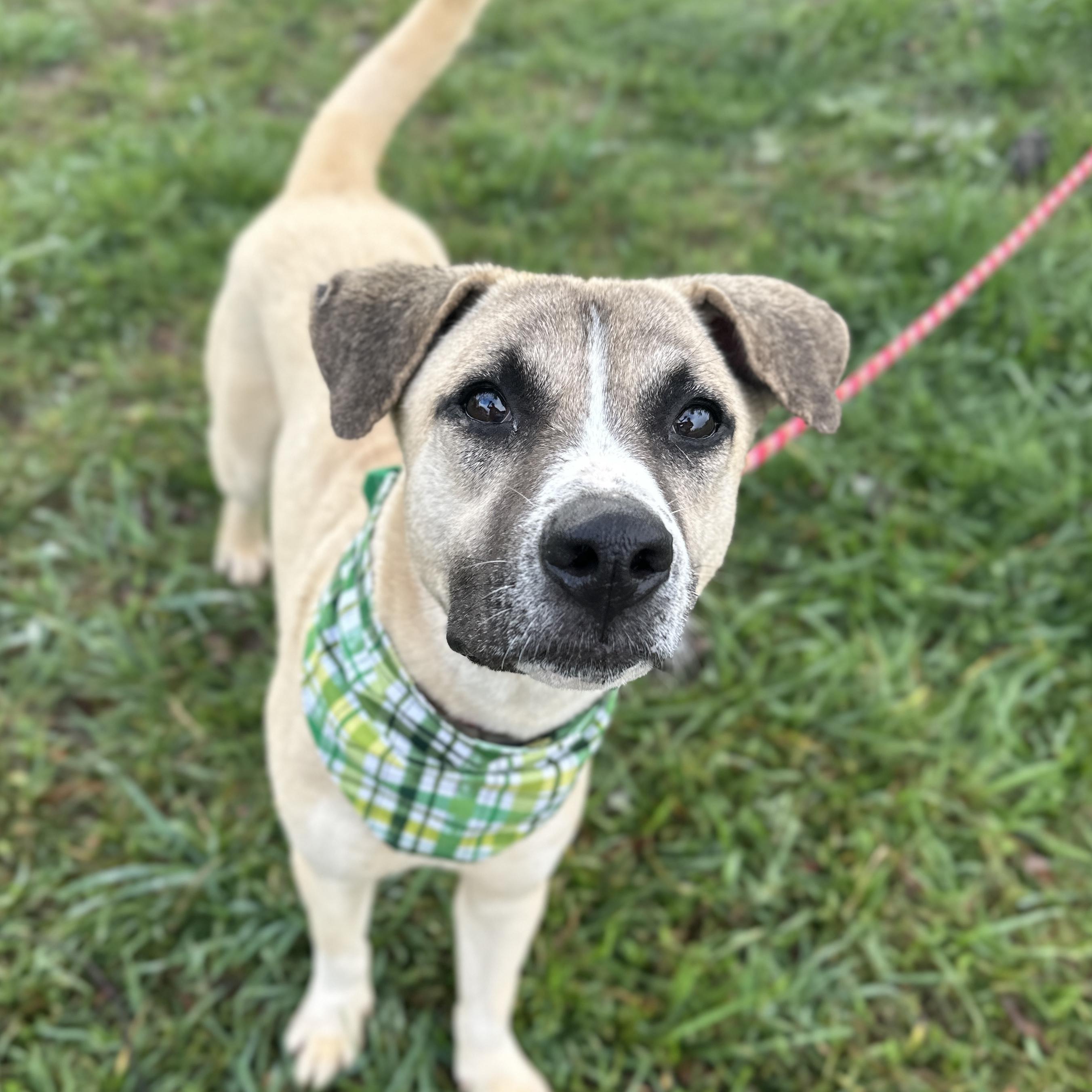 Captain Sniff — thumbnail 6