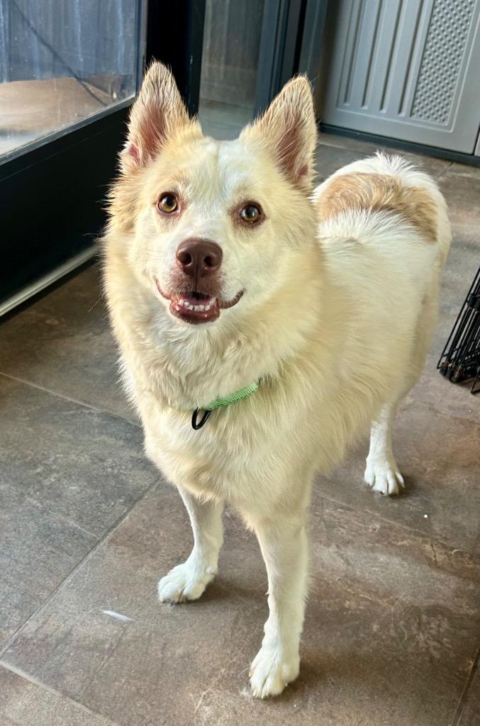Pomskeeter, Adoptable, Adult Male Husky & Pomeranian.