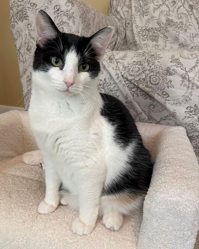 Mozzarella, Adoptable, Young Female Domestic Short Hair.