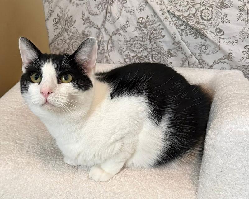 Mozzarella, a Adoptable Domestic Short Hair in Knoxville, TN image 2/3