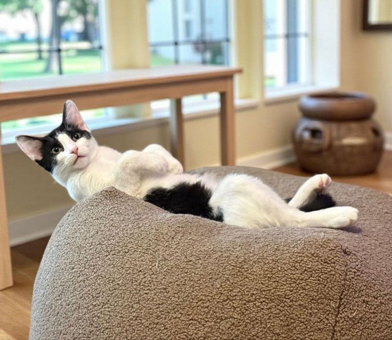 Enlarge Mozzarella, a Adoptable Domestic Short Hair in Knoxville, TN image 2/3