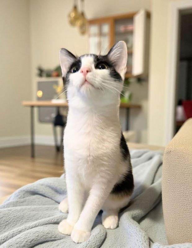 Enlarge Mozzarella, a Adoptable Domestic Short Hair in Knoxville, TN image 3/3