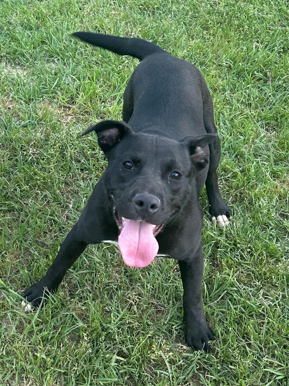 Tasha, Adoptable, Puppy Female Labrador Retriever.