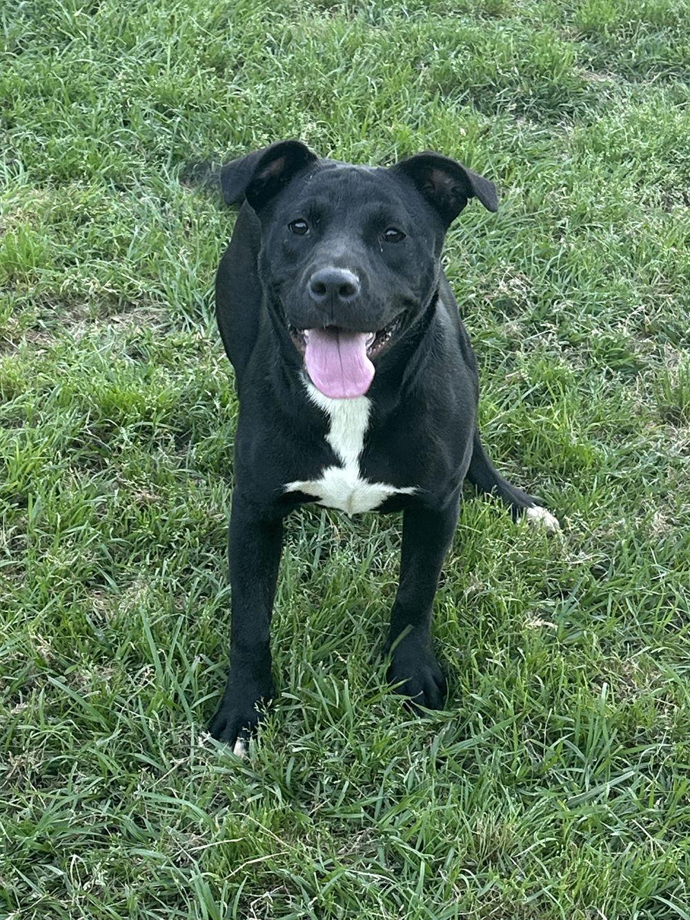 Tasha, a Adoptable Labrador Retriever in Eastman, GA image 2/3