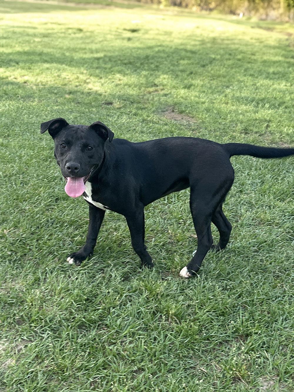 Tasha, a Adoptable Labrador Retriever in Eastman, GA image 3/3