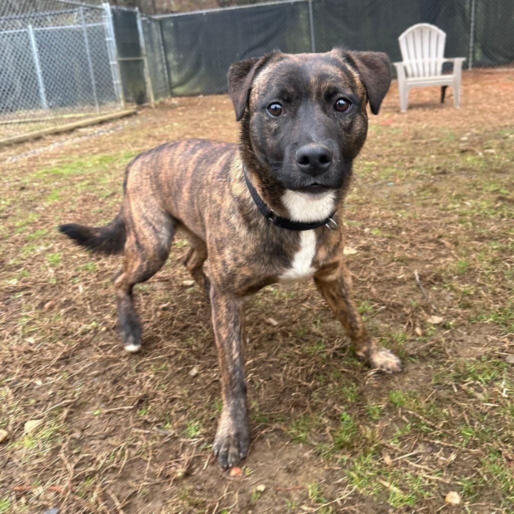 Rudolph/ Rudy, a Adoptable Mixed Breed in Lyndhurst, VA image 1/4