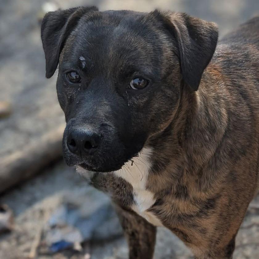 Rudolph/ Rudy, a Adoptable Mixed Breed in Lyndhurst, VA image 2/4
