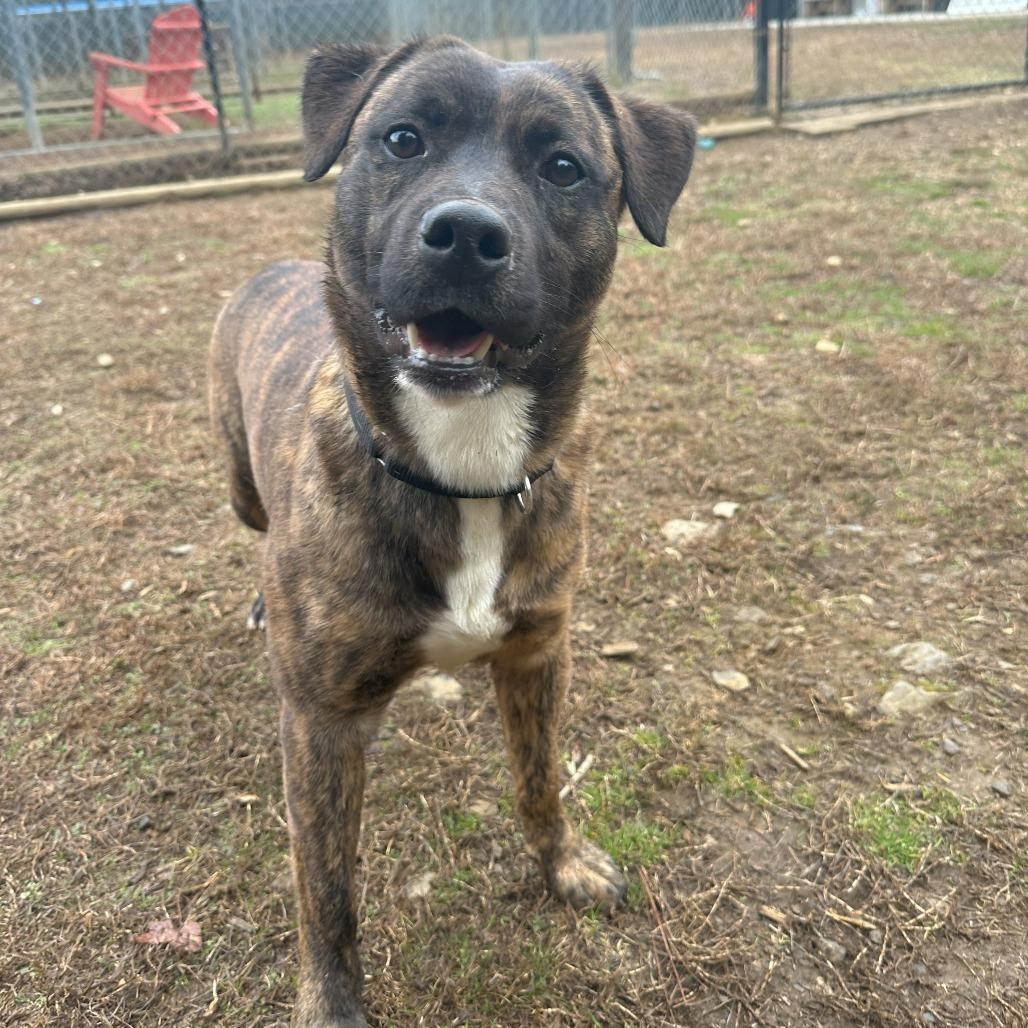 Rudolph/ Rudy, a Adoptable Mixed Breed in Lyndhurst, VA image 3/4