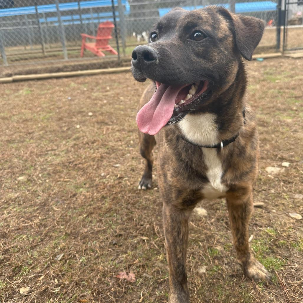 Rudolph/ Rudy, a Adoptable Mixed Breed in Lyndhurst, VA image 4/4