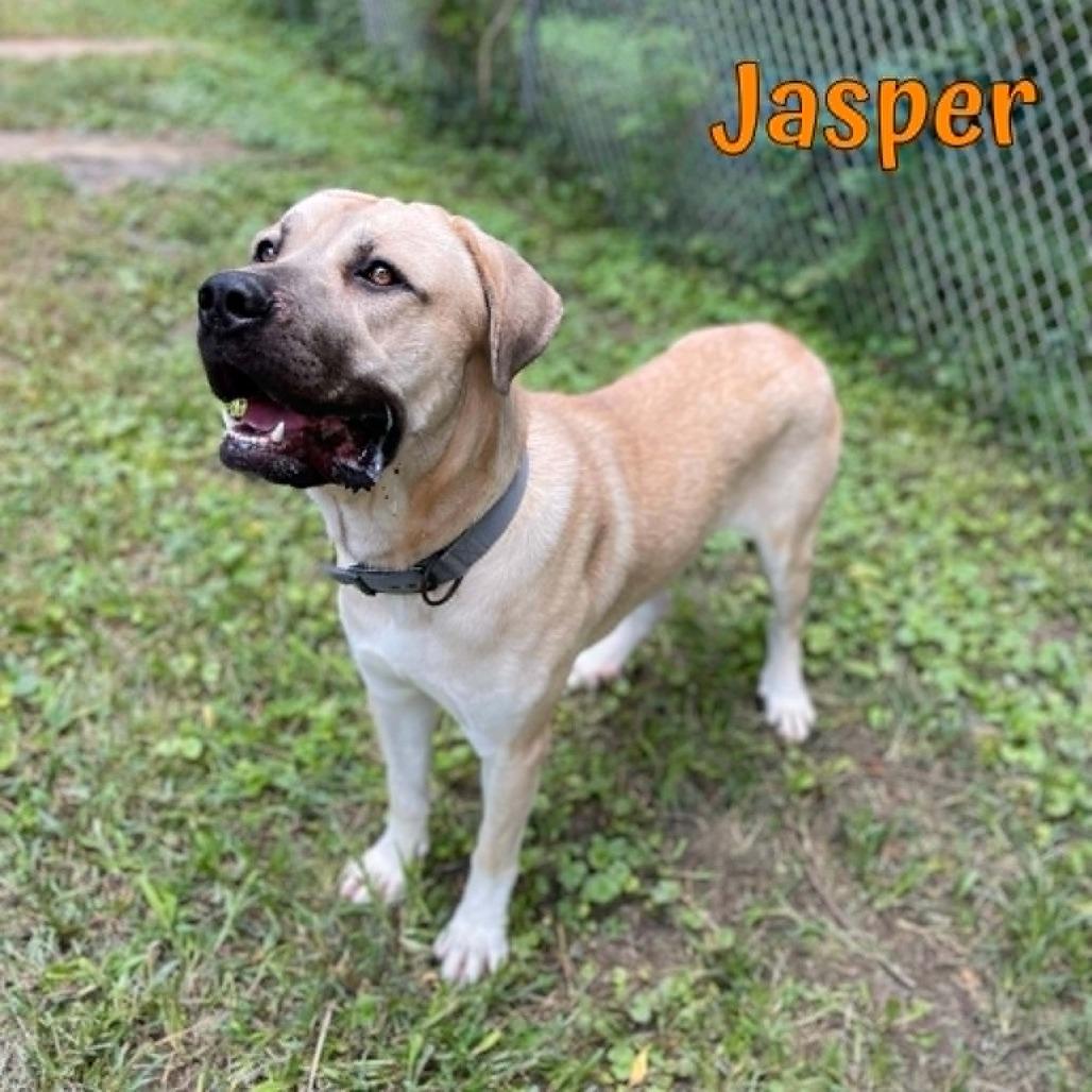 Jasper, Adoptable, Young Male Anatolian Shepherd & Mixed Breed.