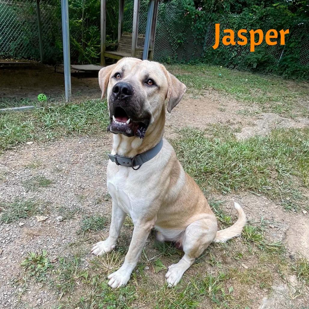 Jasper, a Adoptable mixed breed in Oak Ridge, TN image 2/4