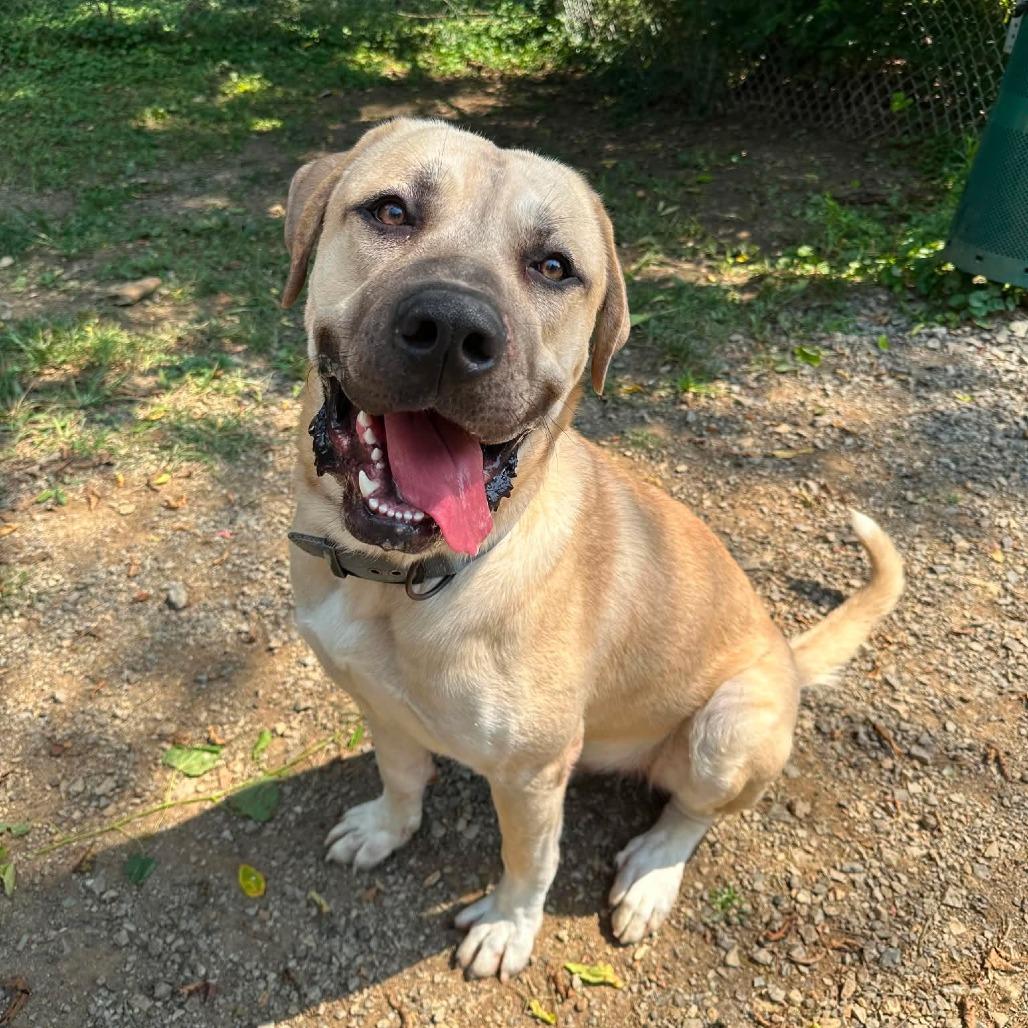Enlarge Jasper, a Adoptable mixed breed in Oak Ridge, TN image 3/6