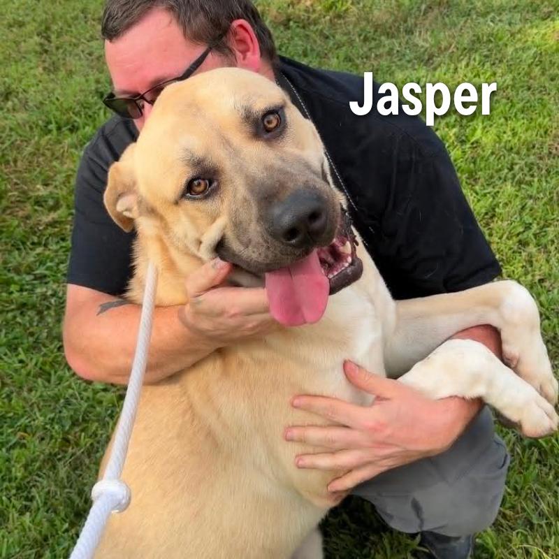 Enlarge Jasper, a Adoptable mixed breed in Oak Ridge, TN image 4/6