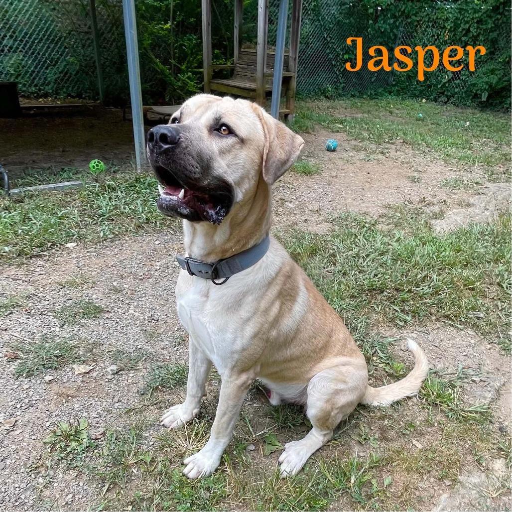 Jasper, a Adoptable mixed breed in Oak Ridge, TN image 3/4