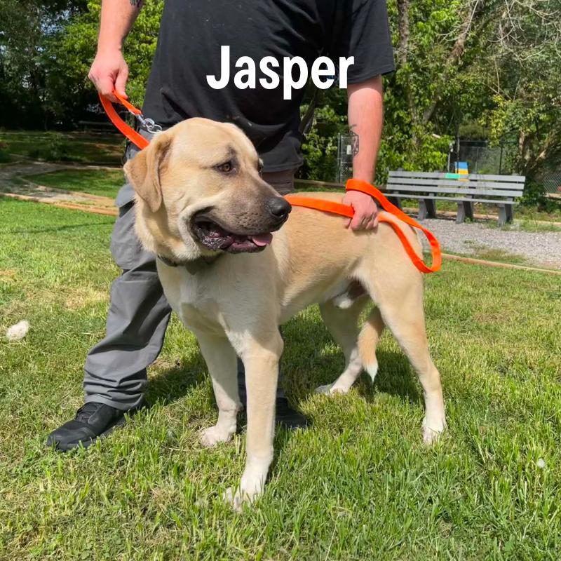 Jasper, a Adoptable mixed breed in Oak Ridge, TN image 4/4