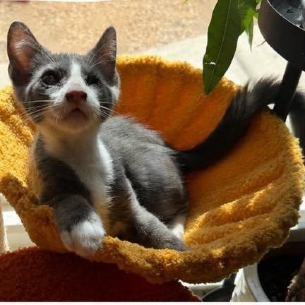 Phil, Adoptable, Kitten Male Domestic Short Hair.