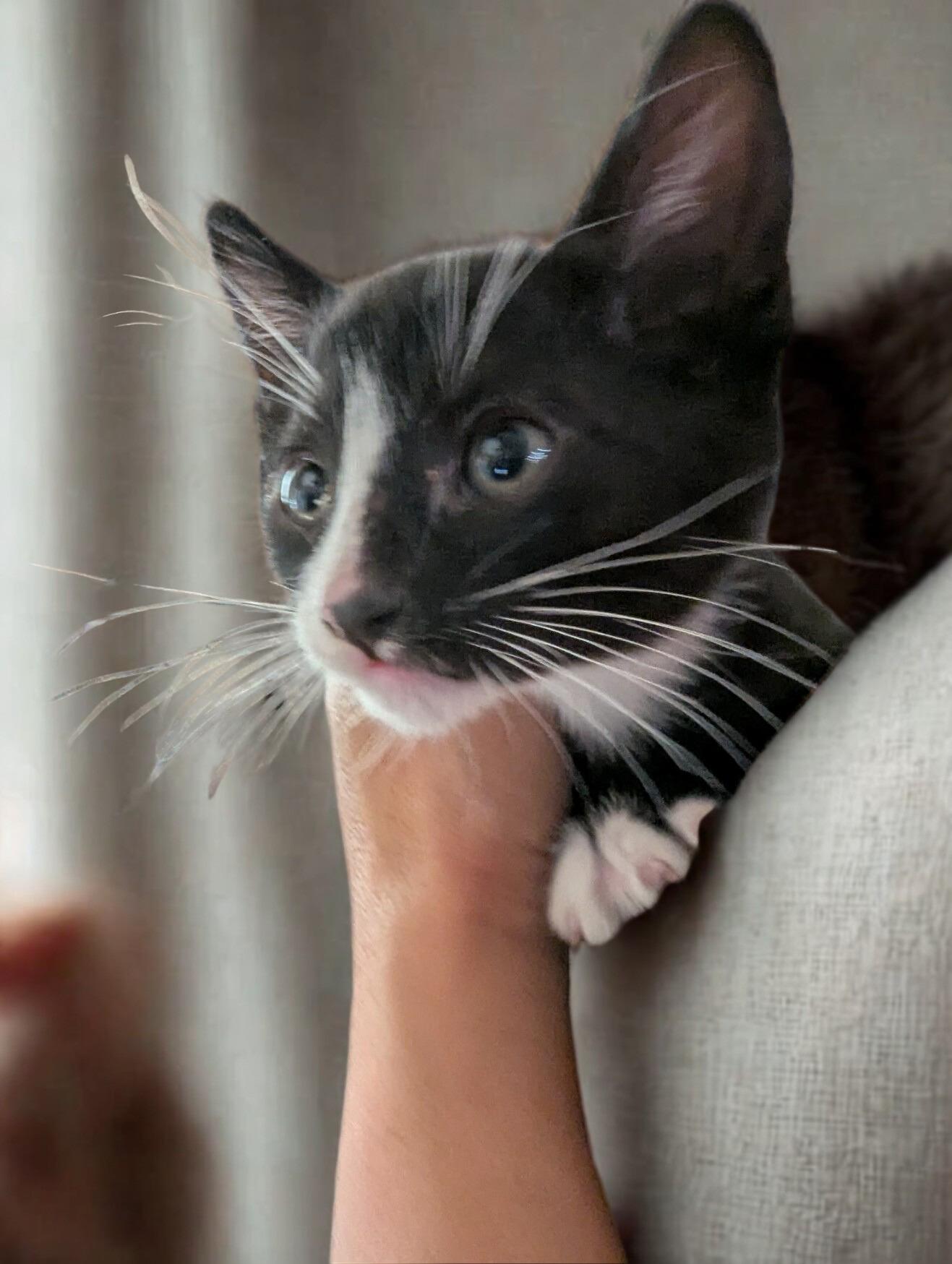 Mittens, Adoptable, Kitten Male American Shorthair.