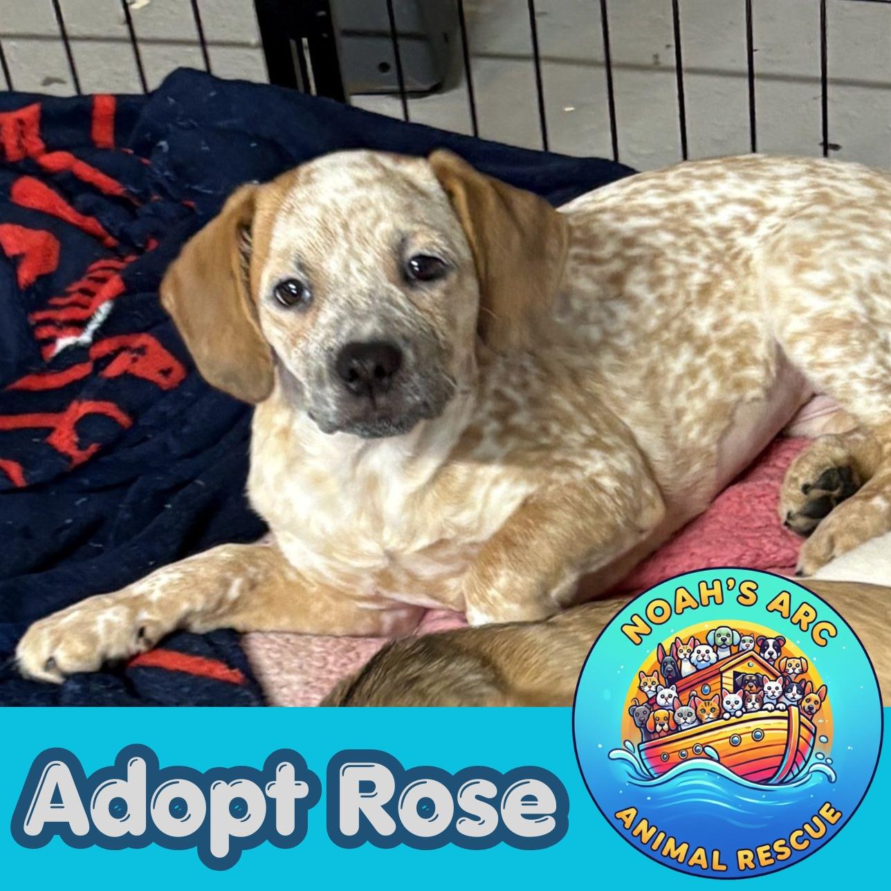 Rose, adopted, Puppy Female Australian Cattle Dog / Blue Heeler.