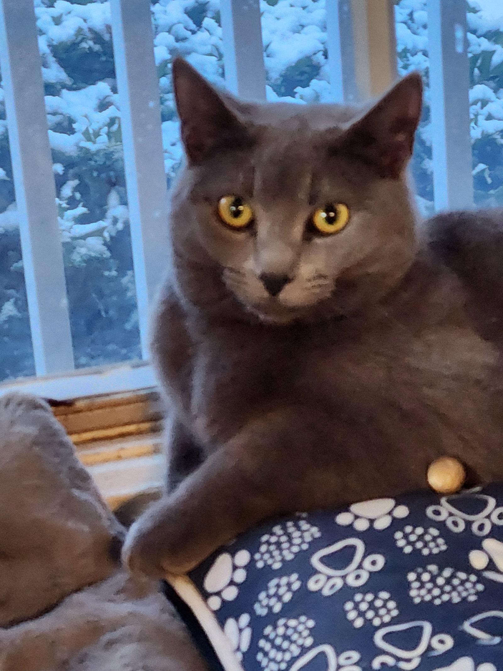 Enlarge Sophie, a Adoptable Domestic Short Hair in Ocean Pines, MD image 1/2