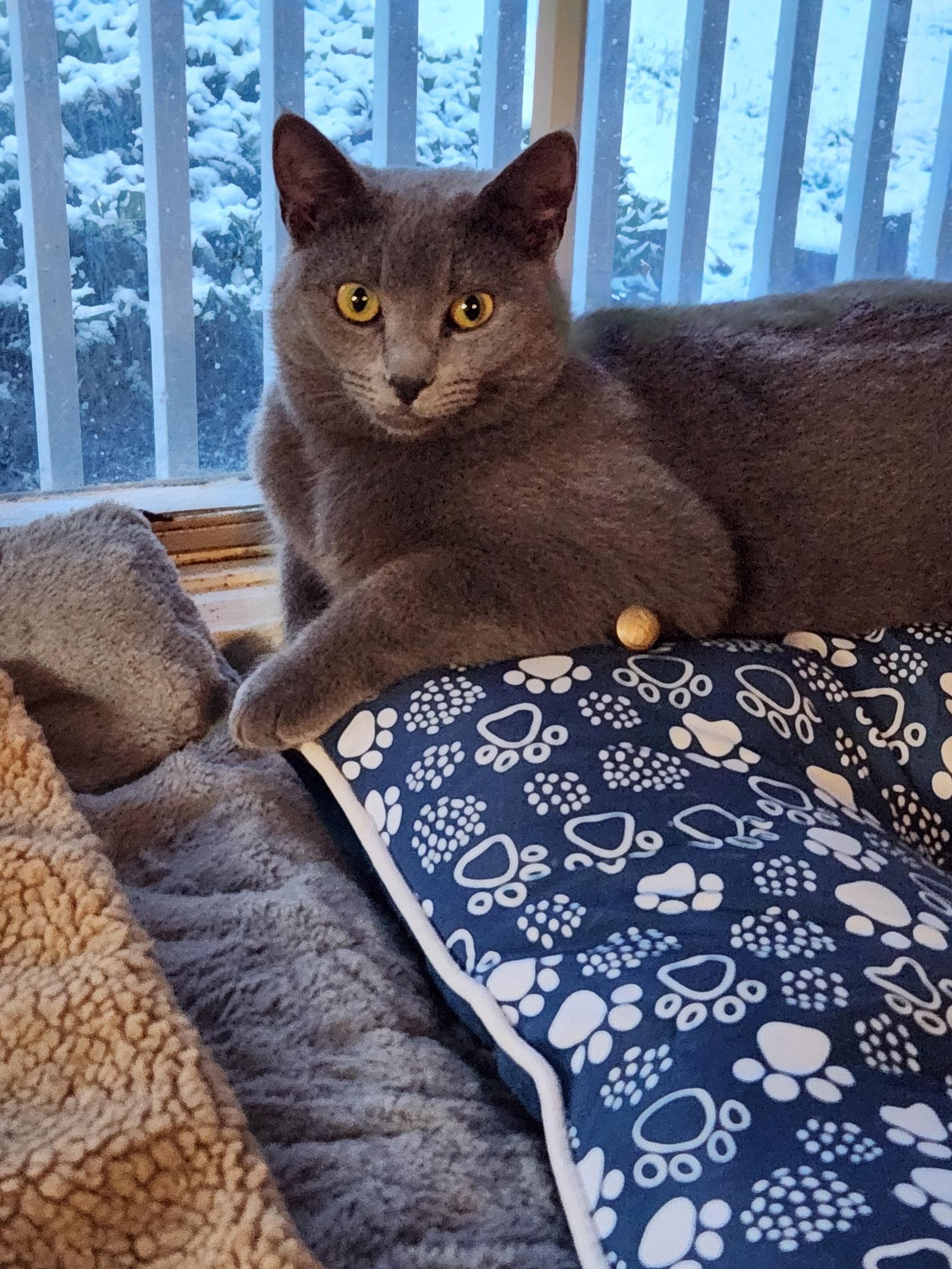 Enlarge Sophie, a Adoptable Domestic Short Hair in Ocean Pines, MD image 2/2