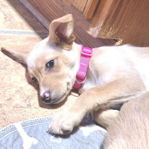 Nirvana, Adopted, Puppy Female Chihuahua & Pekingese.