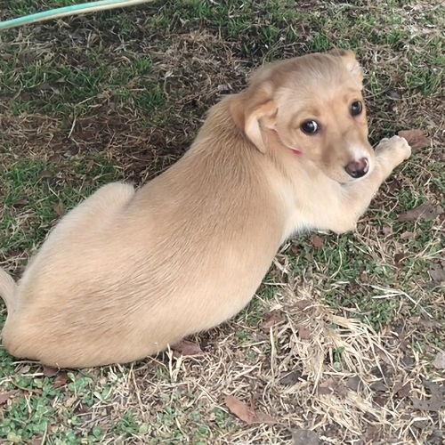 Nirvana, a Adopted mixed breed in Rutherfordton, NC image 2/3