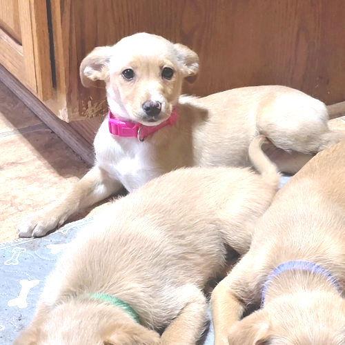 Nirvana, a Adopted mixed breed in Rutherfordton, NC image 3/3