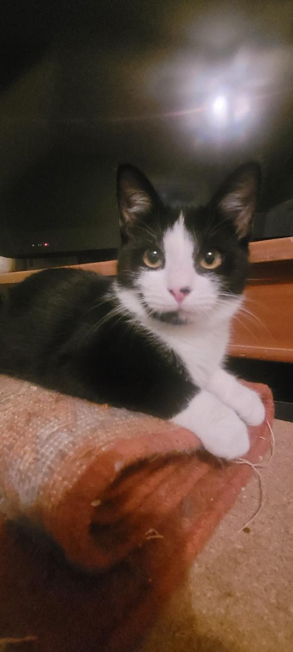 Bandi, Adoptable, Young Female Domestic Short Hair.