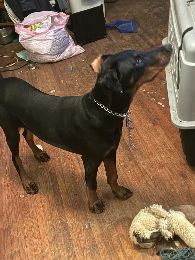 Trooper, Adoptable, Young Male Doberman Pinscher.