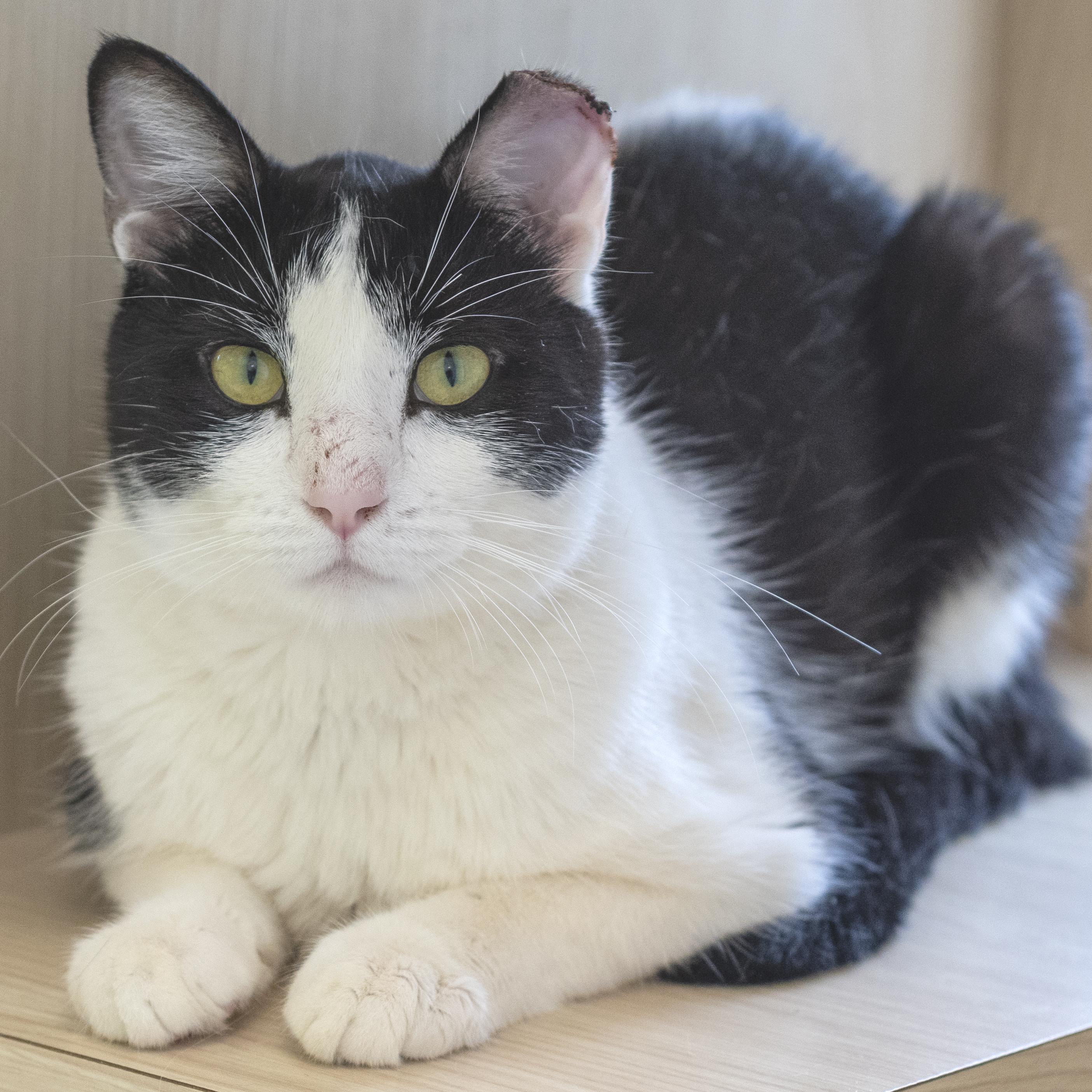 Enlarge Atom, a ADOPTABLE Domestic Short Hair in Pontiac, MI image 1/1