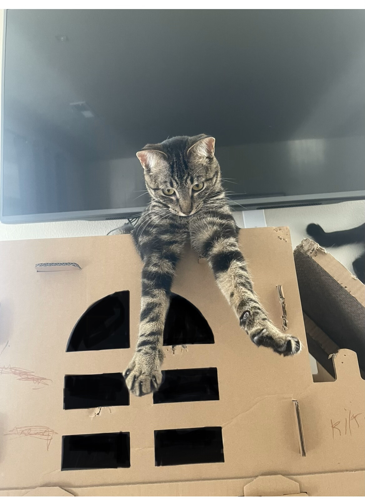 Spicy, Adopted, Young Male Domestic Short Hair.