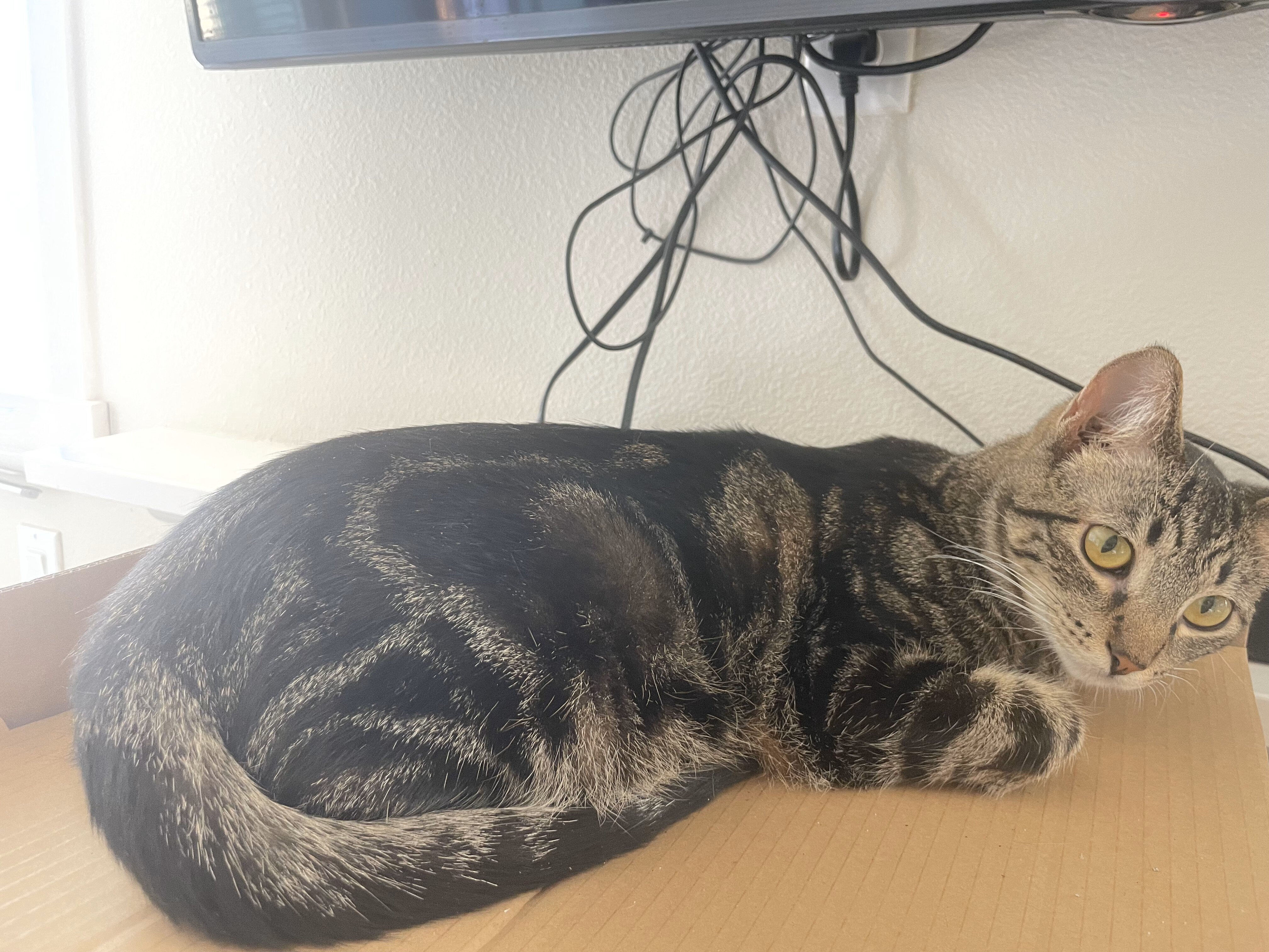 Spicy, a Adopted Domestic Short Hair in Hillsboro, OR image 2/3