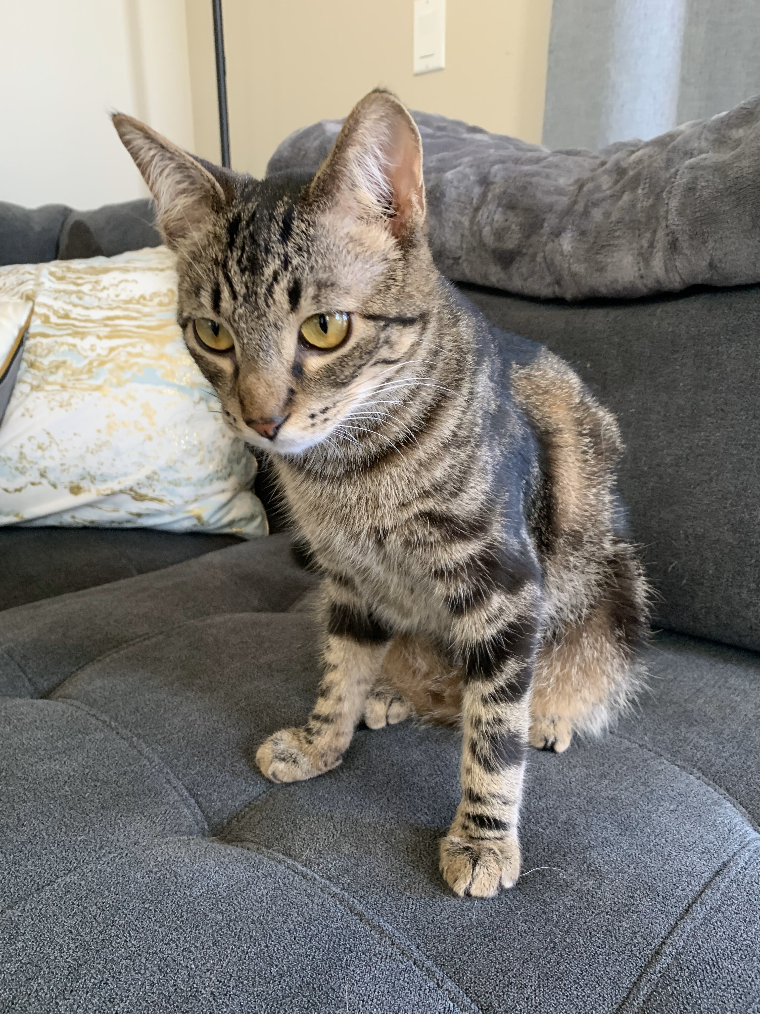 Spicy, a Adopted Domestic Short Hair in Hillsboro, OR image 3/3