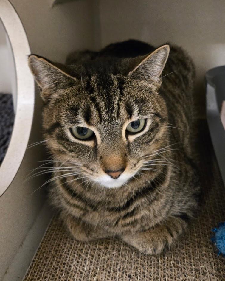 Natasha, ADOPTABLE, Young Female Tabby.