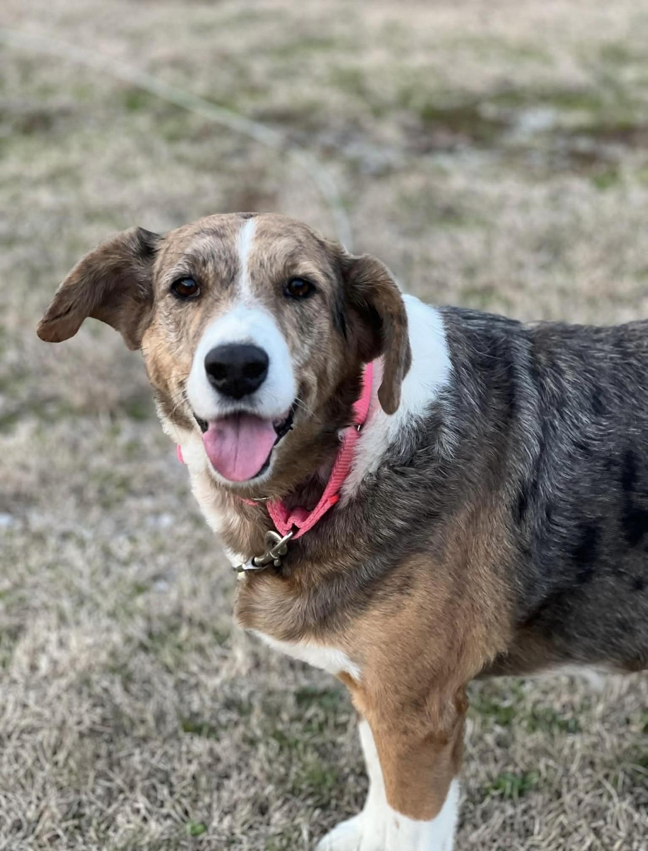 Enlarge Peggy in NH! Come Meet our Adoptable Dogs Wednesday-Saturday. More info in Bio! , a ADOPTABLE mixed breed in Manchester, NH image 4/5