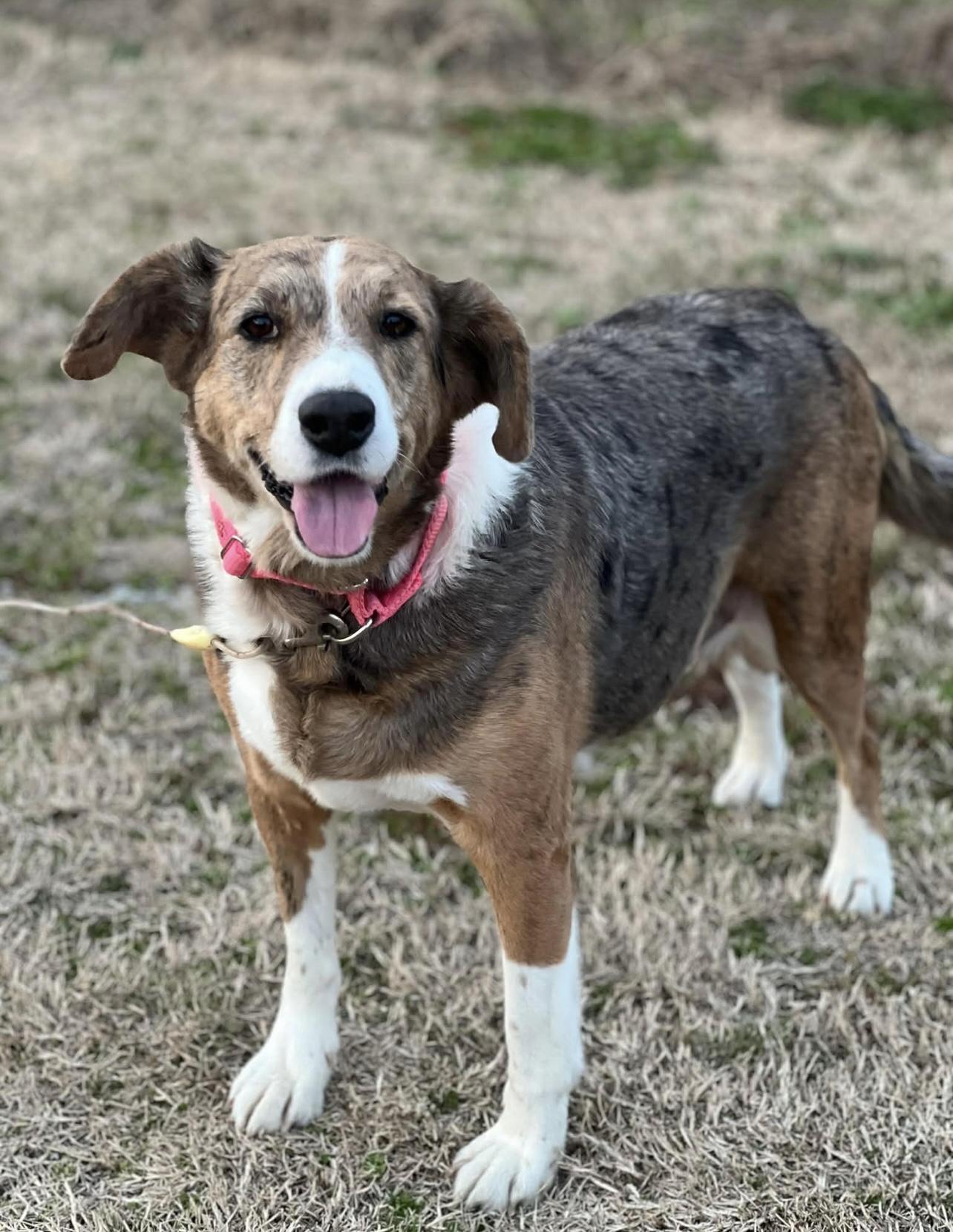 Peggy in NH! Come Meet our Adoptable Dogs Wednesday-Saturday. More info in Bio! , ADOPTABLE, Adult Female Hound.