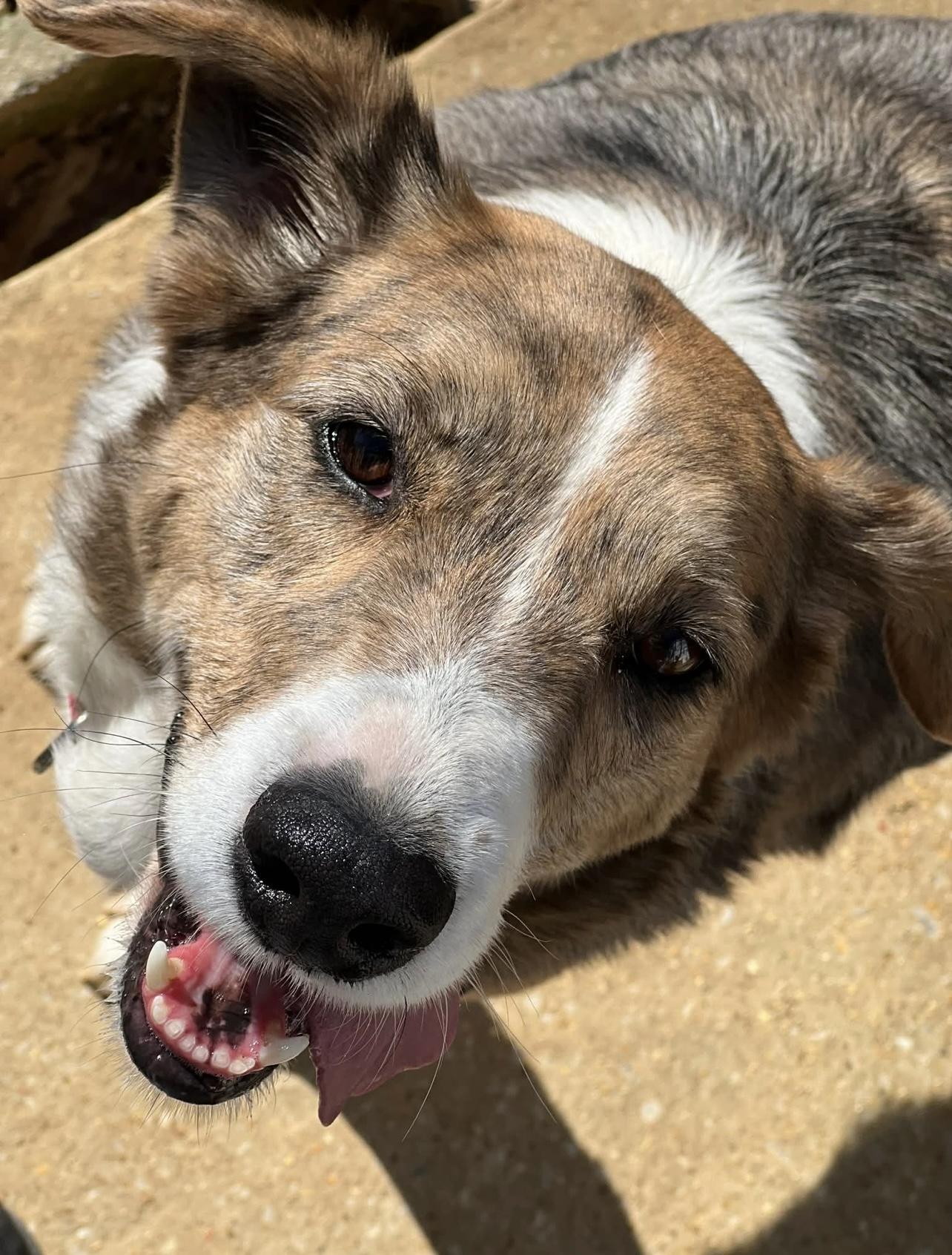 Enlarge Peggy in NH! Come Meet our Adoptable Dogs Wednesday-Saturday. More info in Bio! , a ADOPTABLE mixed breed in Manchester, NH image 5/5