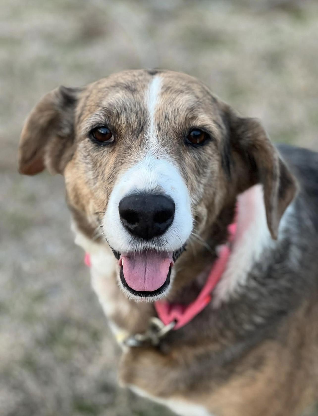 Enlarge Peggy in NH! Come Meet our Adoptable Dogs Wednesday-Saturday. More info in Bio! , a ADOPTABLE mixed breed in Manchester, NH image 2/5
