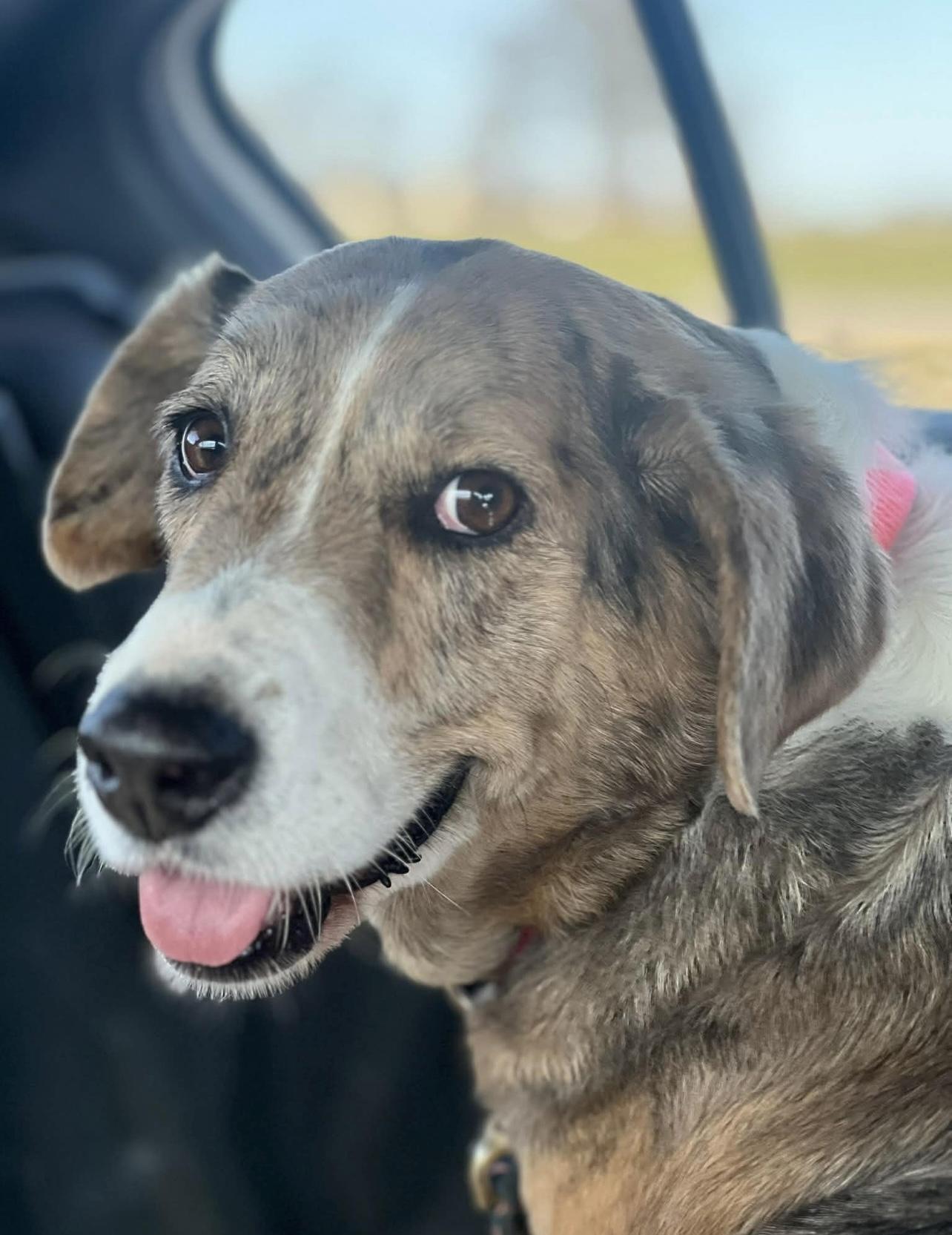 Enlarge Peggy in NH! Come Meet our Adoptable Dogs Wednesday-Saturday. More info in Bio! , a ADOPTABLE mixed breed in Manchester, NH image 3/5