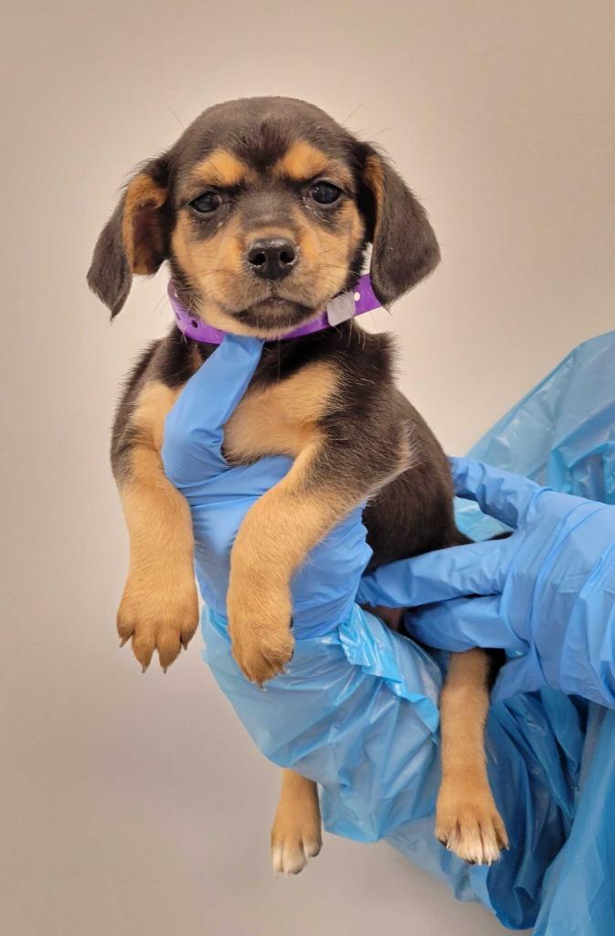 Jasmine, Adoptable, Puppy Female Chihuahua & Mixed Breed.