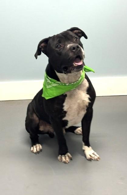 Enlarge Bruce, a Adopted mixed breed in Hawk Point, MO image 4/4