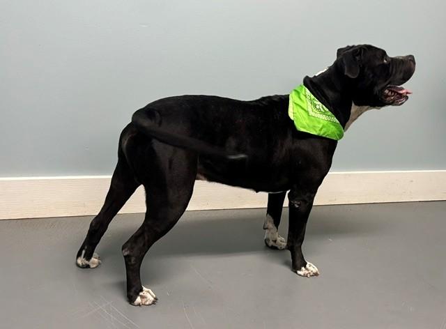 Enlarge Bruce, a Adopted mixed breed in Hawk Point, MO image 2/4